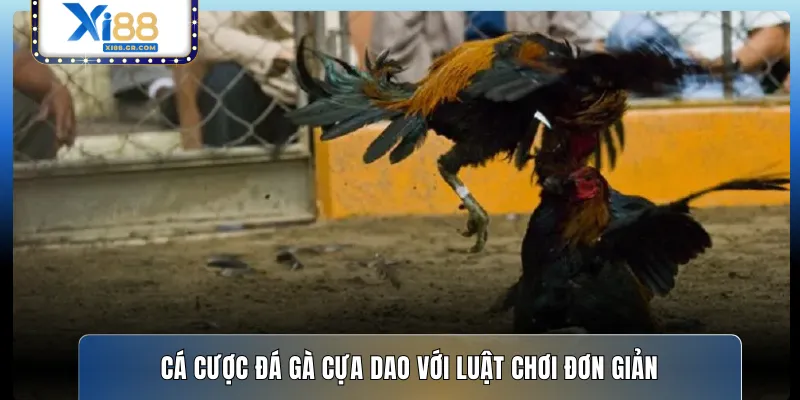 Cá cược đá gà cựa dao với luật chơi đơn giản