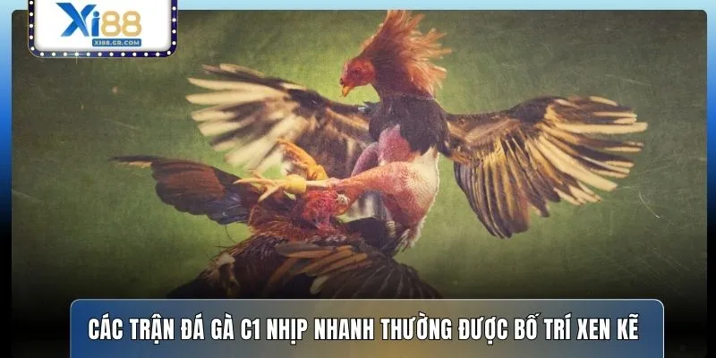 Các trận đá gà C1 nhịp nhanh thường được bố trí xen kẽ 