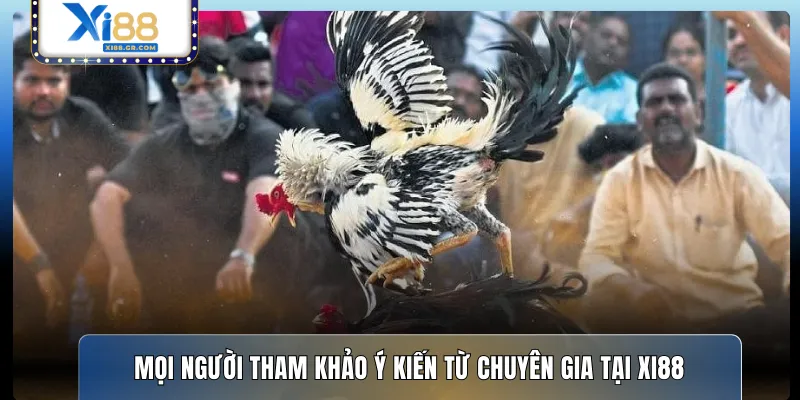 Mọi người tham khảo ý kiến từ chuyên gia tại XI88