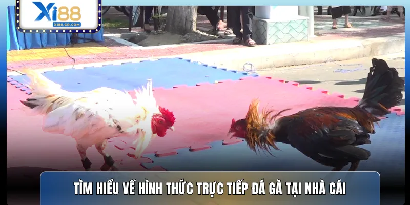 Tìm hiểu về hình thức trực tiếp đá gà tại nhà cái