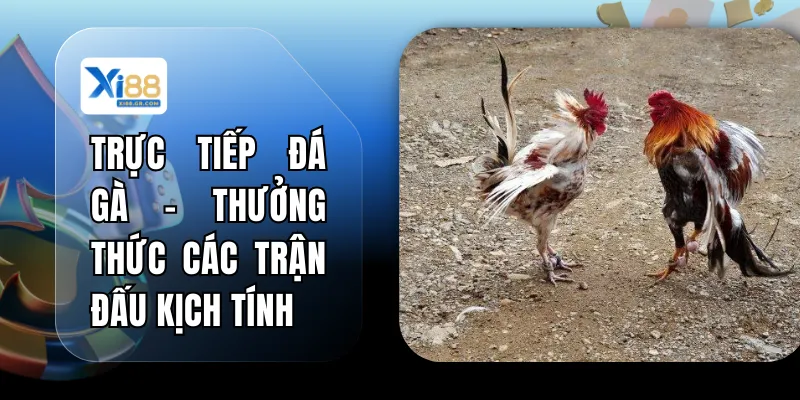 Trực Tiếp Đá Gà - Thưởng Thức Các Trận Đấu Kịch Tính 